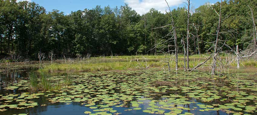 The marsh at Highland Oaks
