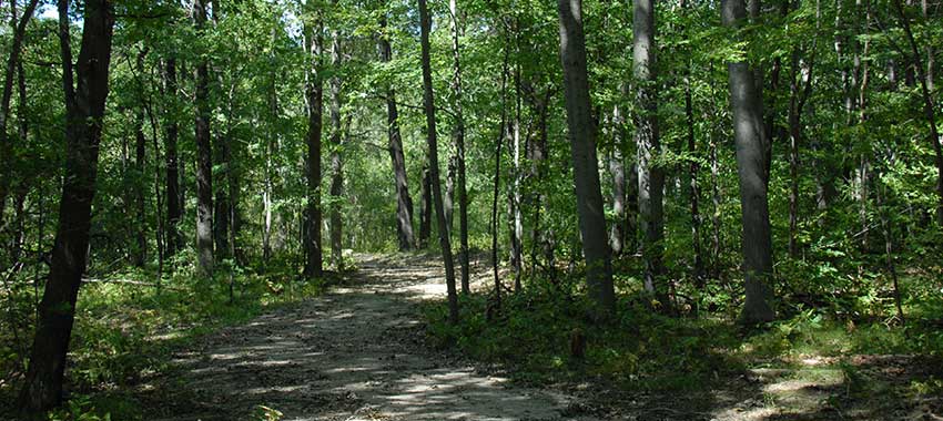 The nature trail with a lush tree canopy at Highland Oaks