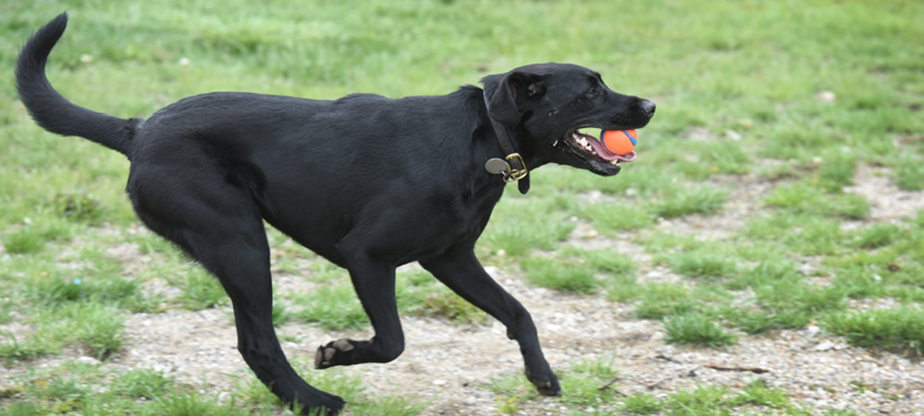A dog catches an orange ball at Red Oaks Dog Park