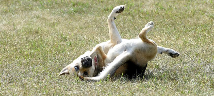 A small dog rolls over playfully at the Lyon Oaks dog park