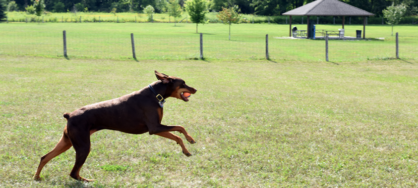 A brown dog with an orange ball in its mouth leaps through the air at the Lyon Oaks dog park
