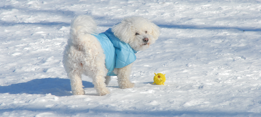 A small dog wearing a blue jacket stands next to its yellow ball at the Lyon Oaks dog park
