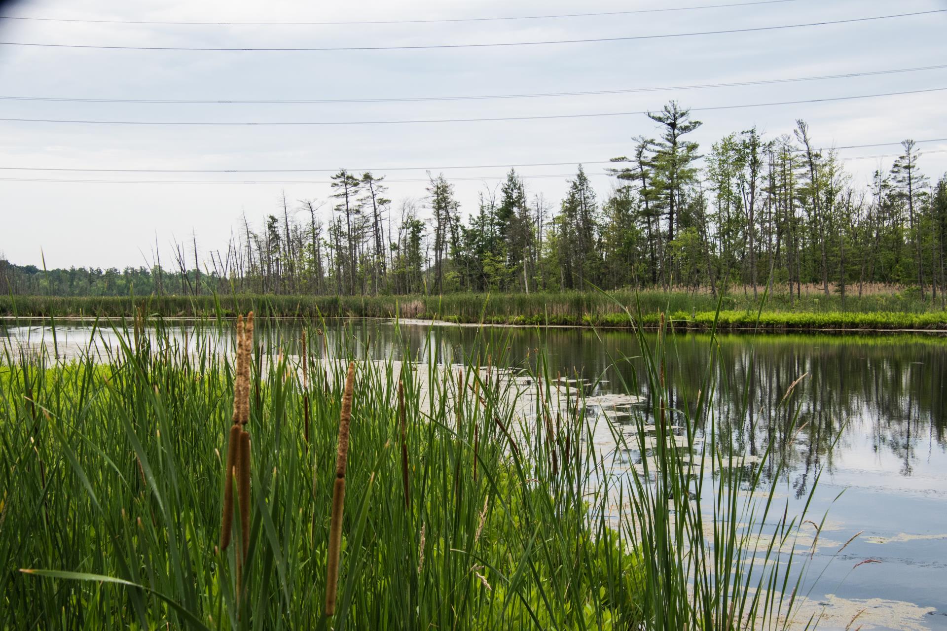 A picture of the pond at Independence Oaks North